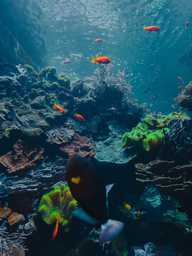 Ethereal translucent jellyfish drifting gracefully through deep blue water