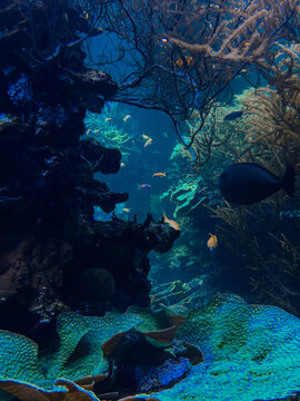Ethereal translucent jellyfish drifting gracefully through deep blue water
