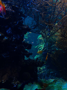 Ethereal translucent jellyfish drifting gracefully through deep blue water