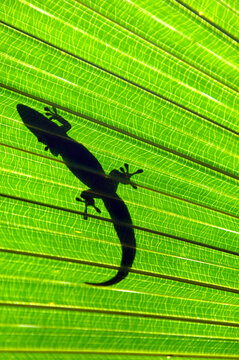 Big Island Gecko Hiding