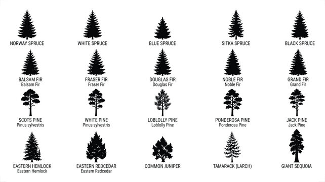 Evergreen tree silhouette collection with species labels for forestry vector illustration