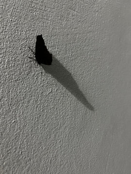 A butterfly rests on a textured, gray wall, casting a distinct shadow.