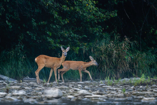 European Roe Deer - Capreolus capreolus, portrait of common deer from European forests, woodlands and meadows, San river, Poland.