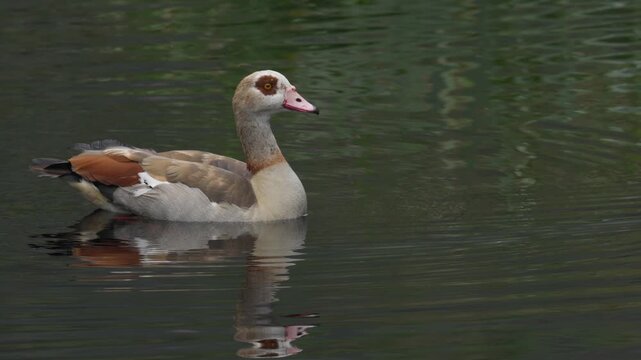 Egyptian goose swimming in the Disa River at Betty&rsquo;s Bay. Peaceful river scene with waterfowl on the Whale Coast, Overberg, Western Cape, South Africa.