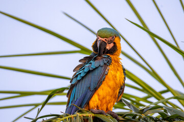 black and yellow parrot © Ruben Ziruffo