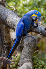 Guacamayo Jacinto © Ruben Ziruffo