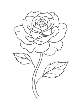 Line art rose flower drawing on a white background delicate botanical illustration
