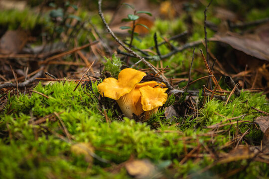Cluster of yellow chanterelle mushrooms growing in the moss in a forest in autumn