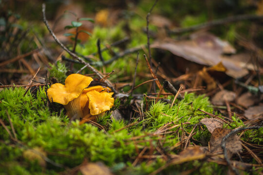 Cluster of yellow chanterelle mushrooms growing in the moss in a forest in autumn