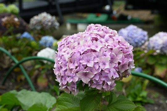 hortensias
