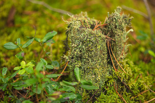 Decaying tree stump heavily blanketed in dense green moss sitting on a lush forest floor in autumn
