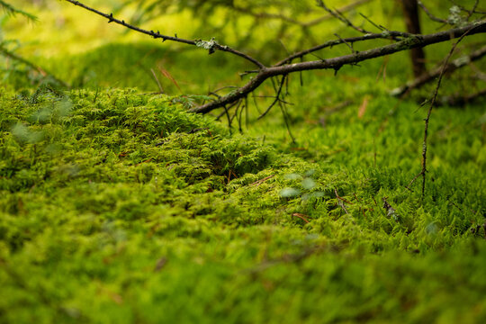 Enchanting, close-up view of a vibrant green forest floor blanketed in thick, lush moss in autumn