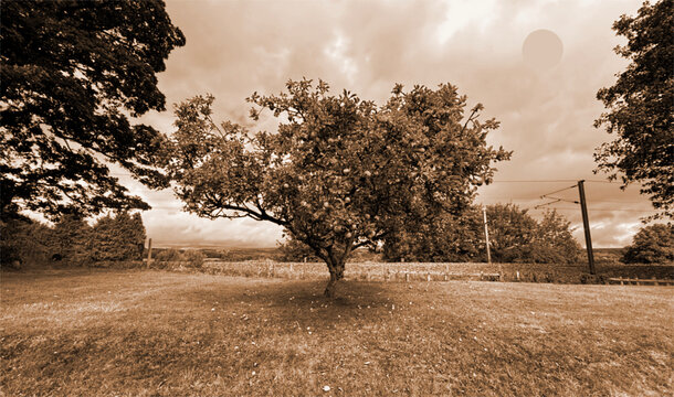 A lone apple tree stands prominently in a wide, grassy field under a cloudy sky. The sepia tone adds a nostalgic and timeless feel to the scene in Ben Rhydding, Ilkley, UK