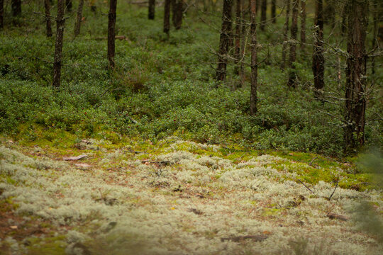 Dense forest landscape featuring a forest floor covered in diverse vegetation in autumn