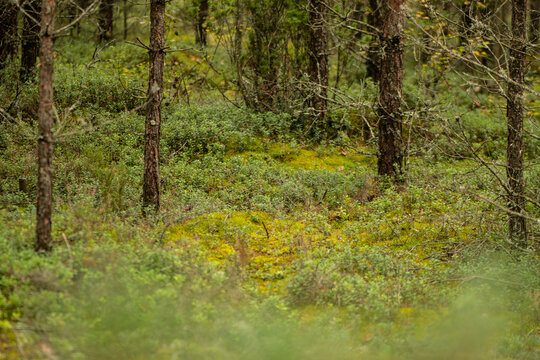 Dense forest landscape featuring a forest floor covered in diverse vegetation in autumn