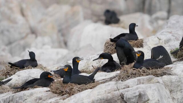 Cape cormorants or Cape shags (Phalacrocorax capensis), nesting on coastal rocks at Stony Point, Betty's Bay, Western Cape, South Africa. Part of a breeding colony on the Whale Coast.