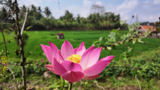Beautiful pink lotus flower blooming in tropical Bali rice field environment, lush green foliage and rural landscape, serene nature, botanical zen, exotic vegetation, organic garden floral background
