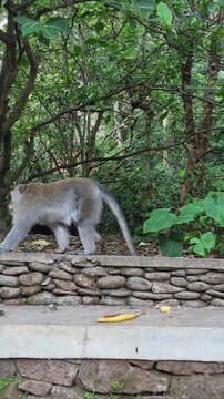 Long-tailed macaque monkey sitting on a stone wall in the lush green Ubud tropical forest in Bali, wildlife observation and nature photography, Indonesian rainforest fauna, animal habitat