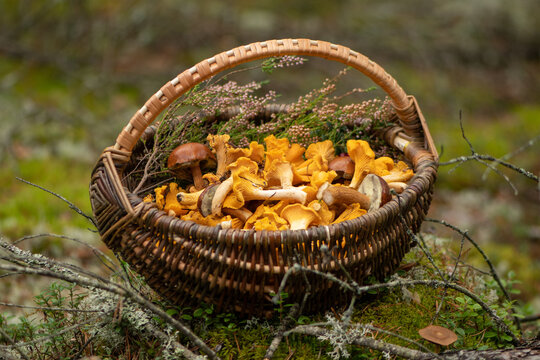 Wicker basket filled with freshly foraged golden chanterelle mushrooms with some specimens of boletus placed on the moss in a forest in autumn