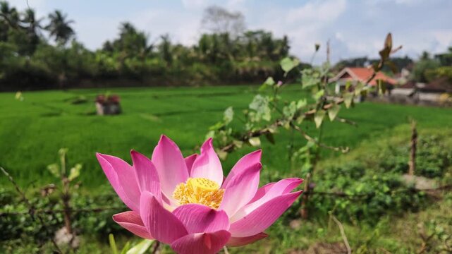 Pink lotus flower blooming in foreground with lush green rice terraces in Ubud Bali, serene tropical landscape, organic nature, agricultural scenery, tranquil travel destination, spiritual symbolism
