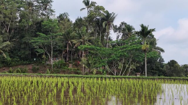 Scenic lush tropical rice terrace landscape in Tegallalang Bali featuring vibrant green paddy fields, dense jungle foliage, tall palm trees, peaceful rural atmosphere, exotic travel destination