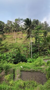 Scenic view of Tegallalang rice terraces in Bali with lush tropical greenery, traditional thatched roof hut and colorful fabric displays along a rural stone path, peaceful island landscape atmosphere