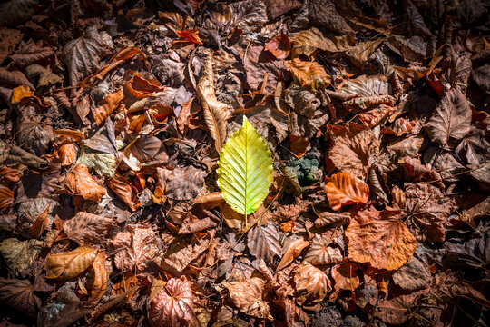 Single Green Leaf Among Fallen Autumn Foliage