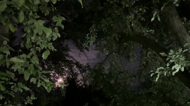 Night sky over trees, video with nature sound the rustling of leaves, the barking of dogs, and the chirping of crickets.