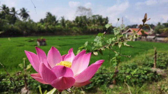 Slow Motion of a pink lotus flower blooming in foreground with lush green rice terraces in Ubud, Bali, organic farming landscape, tropical garden serenity, zen meditation atmosphere, exotic flora