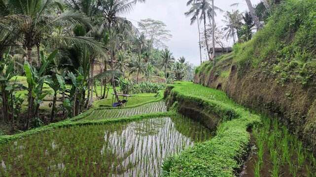 Tegallalang rice terraces in Bali with lush tropical palm trees, traditional irrigation and farming agriculture, travel destination for tourism, scenery reflecting tranquil rural lifestyle