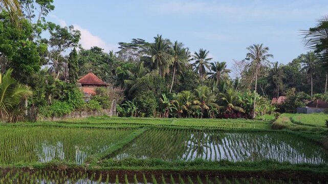 Ubud rice terraces at dawn with lush tropical greenery, coconut palms, and traditional Balinese architecture, tranquil landscape reflecting sky in water, ideal for travel and nature documentaries