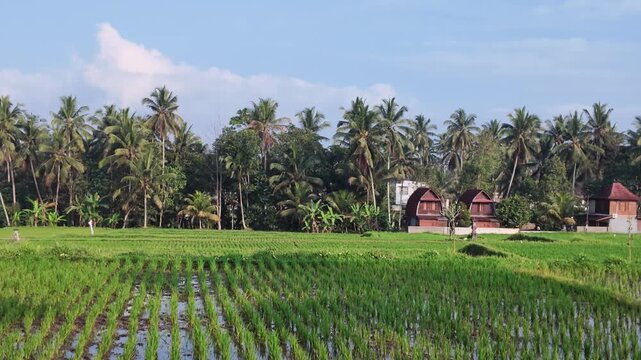 Ubud rice terraces with lush palm trees and traditional houses in Bali, scenic tropical landscape, travel destination, agriculture, rural village life, sunlit verdant fields, Southeast Asian scenery