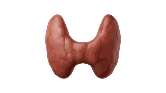 Human thyroid gland anatomical vector on white background