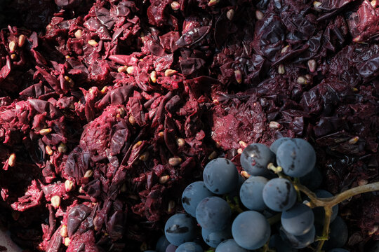 Purple grape marc or pomace background with grape cluster in sunlight. Copy space.