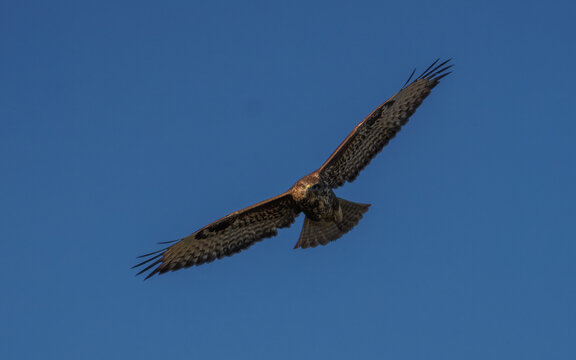 A close-up of a common buzzard (Buteo buteo) in flight, spreading its wings against a clear blue sky on a sunny autumn day. Wildlife raptor photography with copy space.