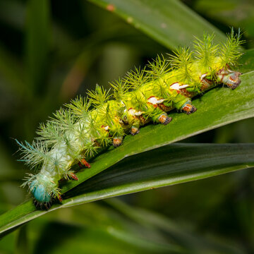 Caterpillar
