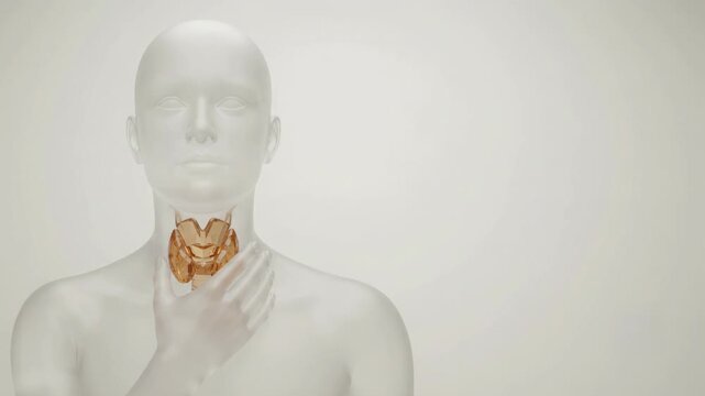 3D medical animation of the human thyroid gland highlighted in orange on a translucent figure.