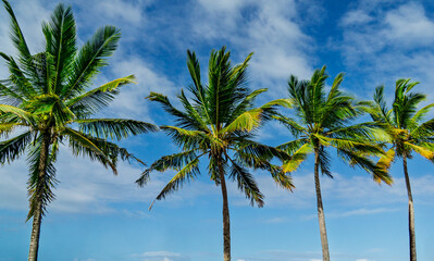 Tall coconut palm trees swaying against a vivid blue tropical sky with soft white clouds © Chandra