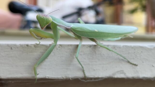 Green praying mantis walks on white surface. It faces forward, rapt with calm observation. Long legs and forelegs hold poised, ready for motion