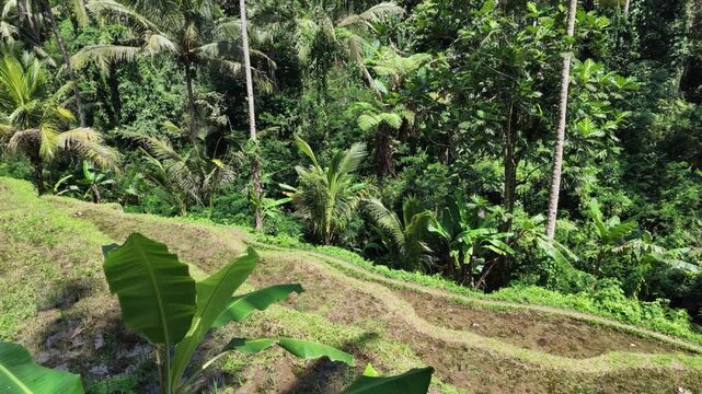 Lush terraced rice fields in Gunung Kawi Bali with tropical palm trees and dense jungle foliage, natural landscape, peaceful environment, agricultural heritage, rural scenery, exotic travel