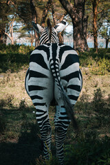 Rear view of a zebra showing bold natural stripe patterns © Даниил Остролуцкий