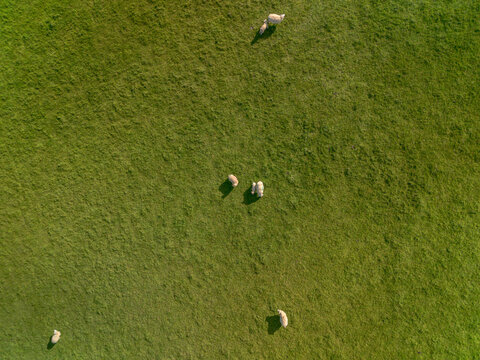 Aerial view of sheep grazing in a lush green pasture in the countryside of Looe, Cornwall, United Kingdom.