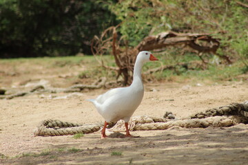 white goose on the beach © Pixelbot Studio