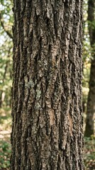 Obraz premium tree bark texture