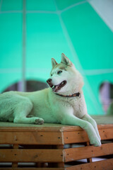 Siberian husky relaxing on a wooden platform in a green tent © Stas