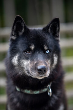 Dog with one blue eye and one dark eye stands still in front of a blurred background