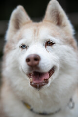 Husky dog with blue and brown eyes smiling in a garden setting during daytime © Stas