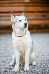 Husky sits calmly on gravel under wooden structure in bright daylight © Stas