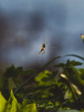 Ara&ntilde;a en Tela