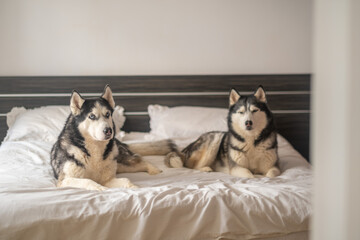 Two husky dogs lie apart on white bedding of wide family bed, resting on bed that belongs to people, mood every owner recognises. Wide shot. Concept of two huskies resting on owner bed © iwavephoto